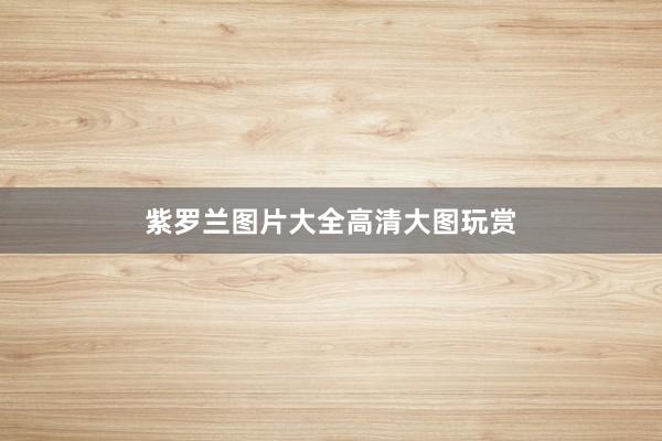 紫罗兰图片大全高清大图玩赏